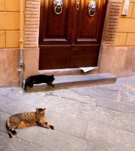 antique italian cats
